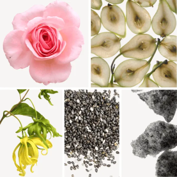 Duftnoten: Rose, Birne, Yang-Ylang, Ambrettsamen, Moschus Duftnoten: Rose, Birne, Yang-Ylang, Ambrettsamen, Moschus